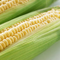 pic_corn.jpg